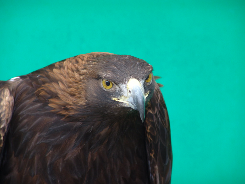 Golden eagle {aquila chrysaetos} Golden eagle aquila chrys… Flickr
