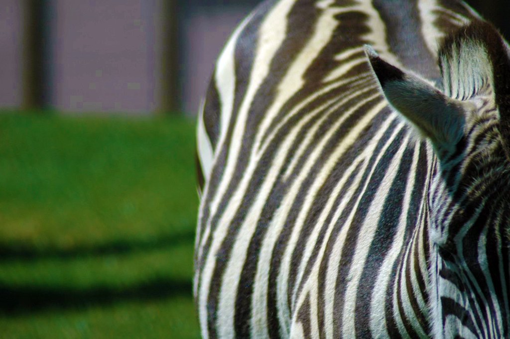 Zebra 1 [from wikipedia] Zebras are African equids best … Flickr