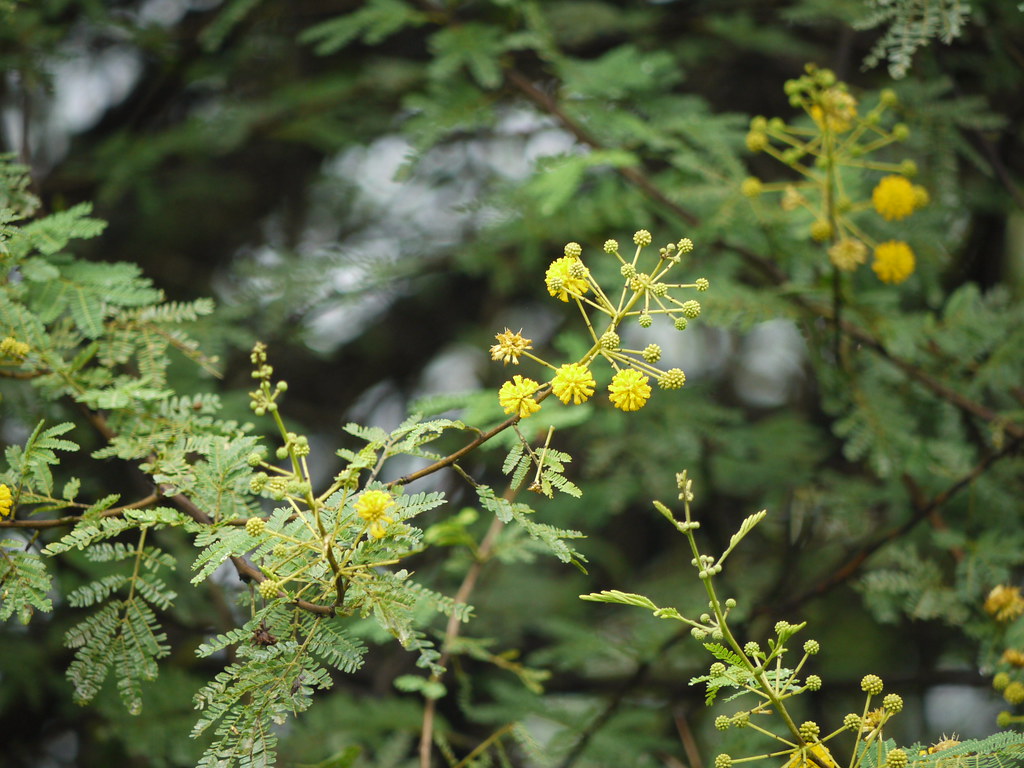 Babala (Bengali বাবলা) Fabaceae (pea, or legume family) »… Flickr