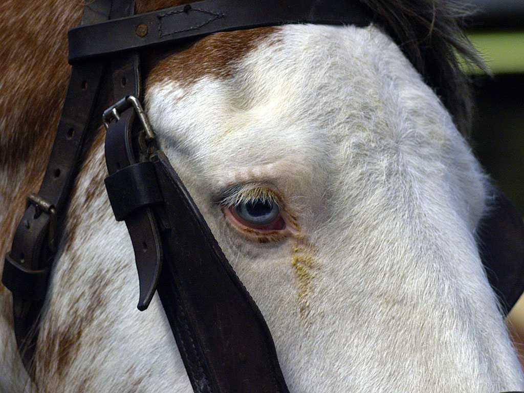 Wall Eyed Horse Gentle, quiet giants... Roger Keagle Flickr