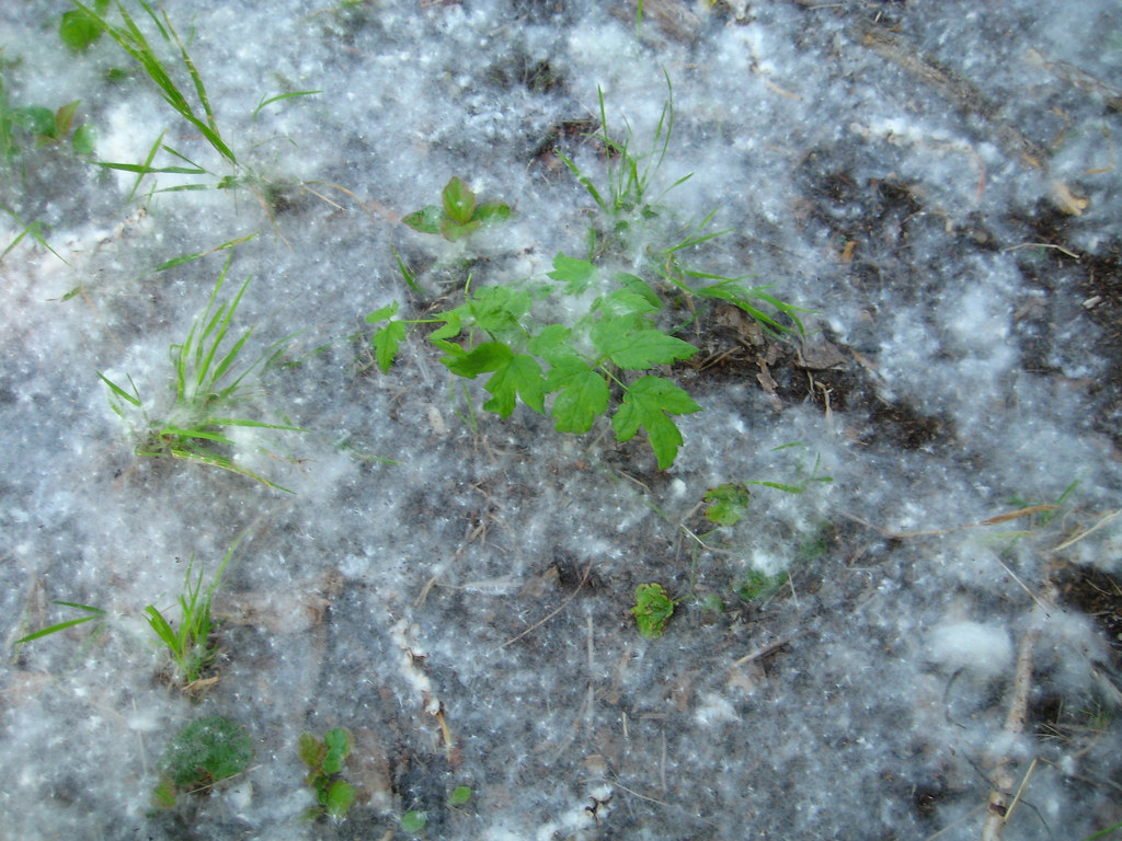 Allergy Alert! Dave's Photo Cottonwood fluff at Kincaid … Flickr