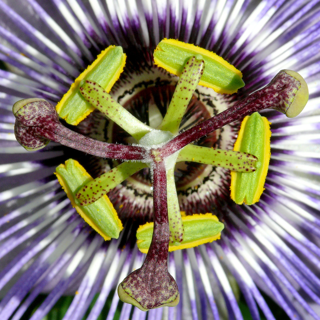 Passiflora caerulea 2 Best viewed large size Passiflora… Flickr