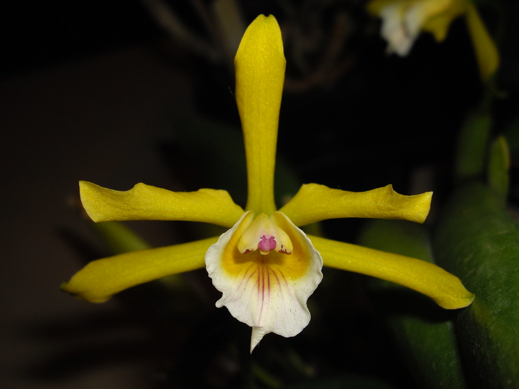 Cattleya xanthina 20090309 02 From Bahia to Espírito San… Flickr