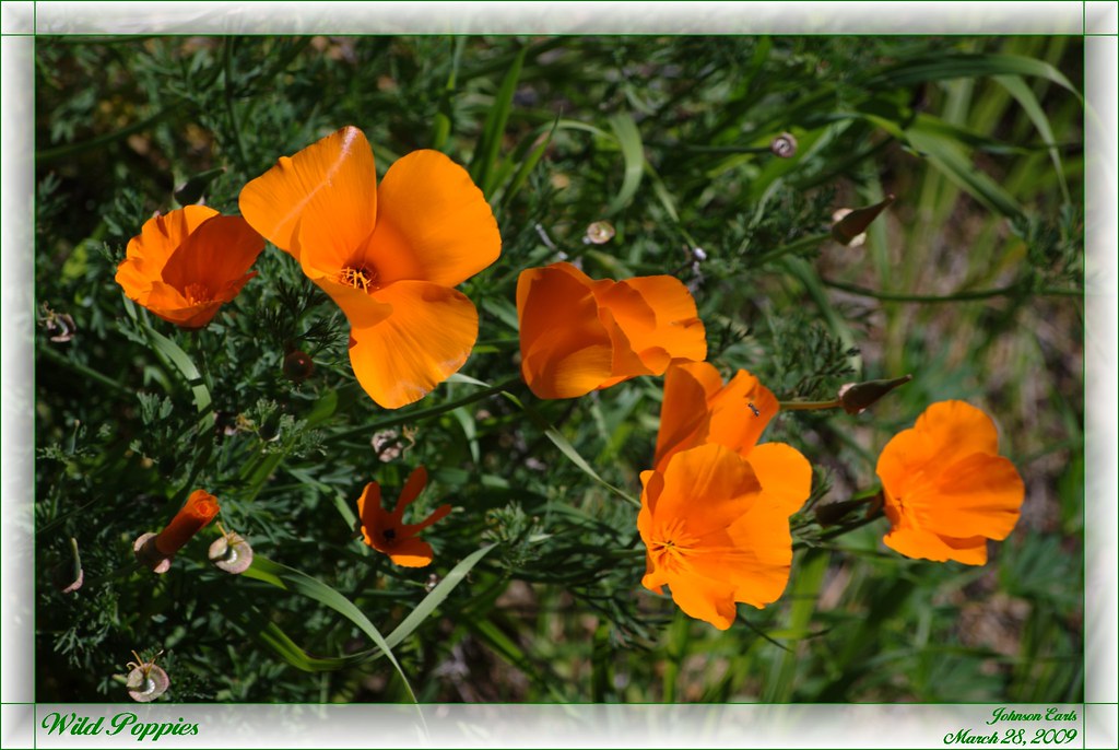 Wild Poppies Wild California Poppies growing alongside the… Flickr