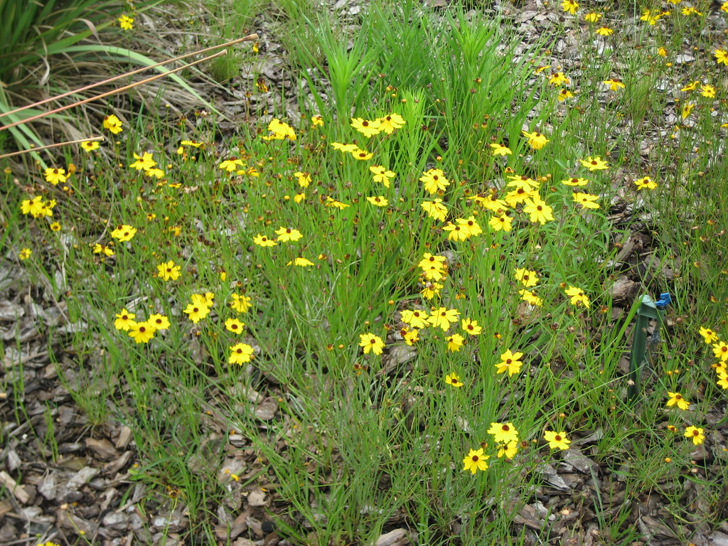 Coreopsis The state wildflower of Florida. Easy to grown, … Flickr