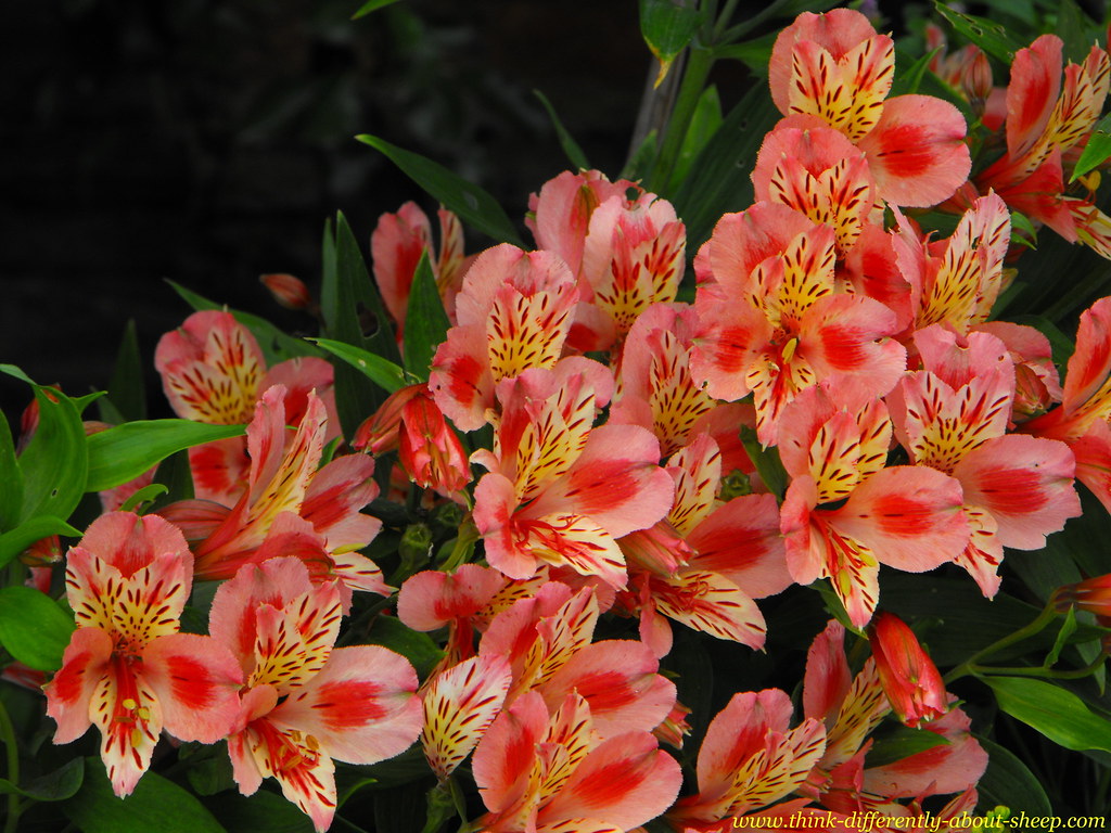 flowers I am by no means a plant expert of any kind and ha… Flickr