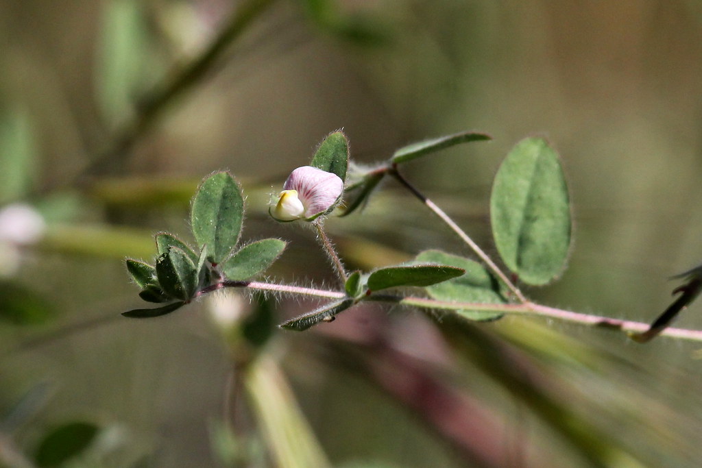 Spanish Lotus (Acmispon americanus var. americanus), South… Flickr