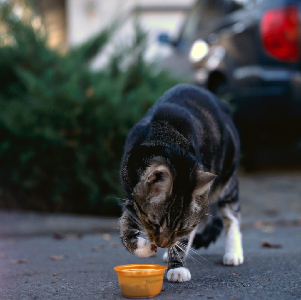 Stray Cat Taken when I was feeding this stray cat outside … Flickr