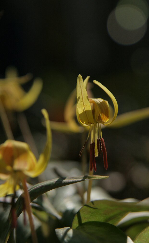 Dimpled Trout Lilies Wolf Creek is known for its trout lil… Flickr