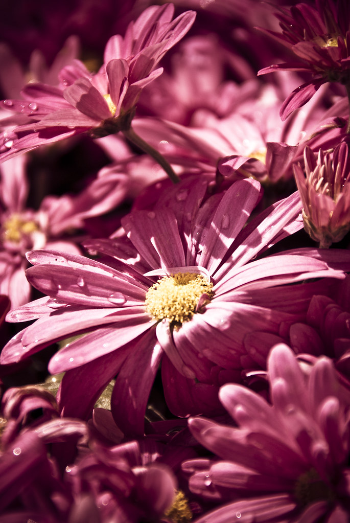 Jubail's 12th Annual Flower Festival (2) _________________… Flickr