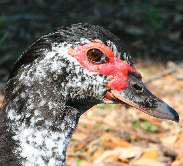 Black Duck Head Rich Vlosky Flickr