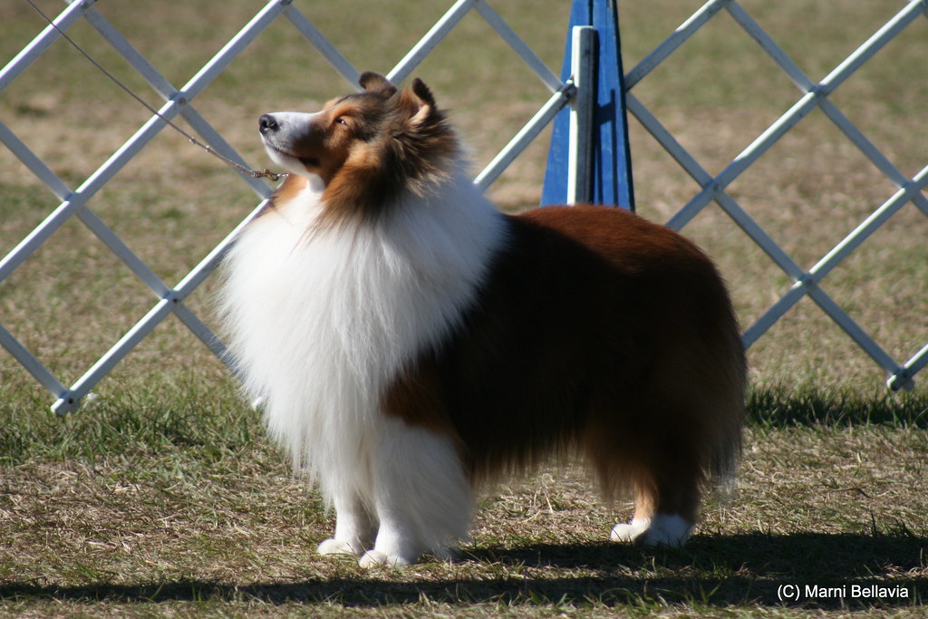 Brooksville, FL Dog Show 2009 Sheltie Herding Group Flickr