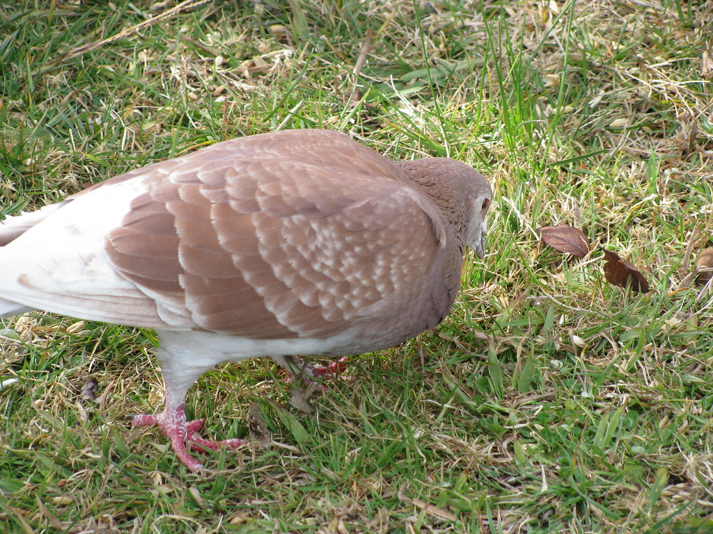 White tail pigeon Bronze/Chestnut pigeon Foto Frek Flickr