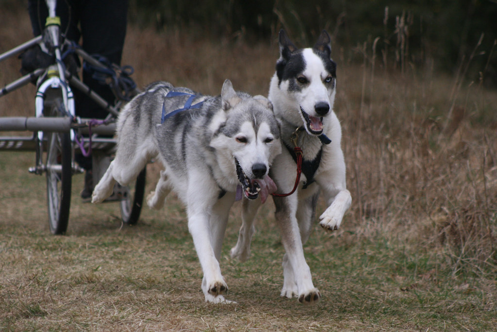 Husky Racing Event Thetford Forest (BSHRA) [280209] Flickr