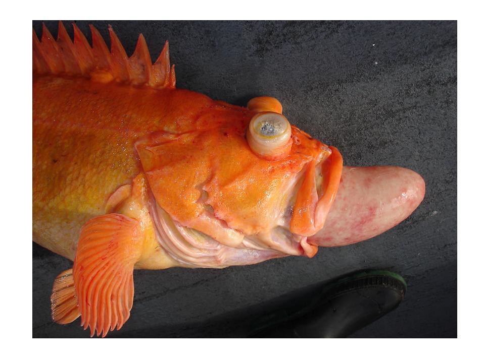 Yelloweye rockfish with barotrauma. ) Yelloweye rockfish w… Flickr