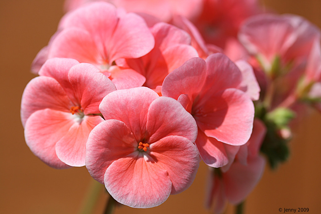 Salmon Pink Geranium View On Black welshlady Flickr