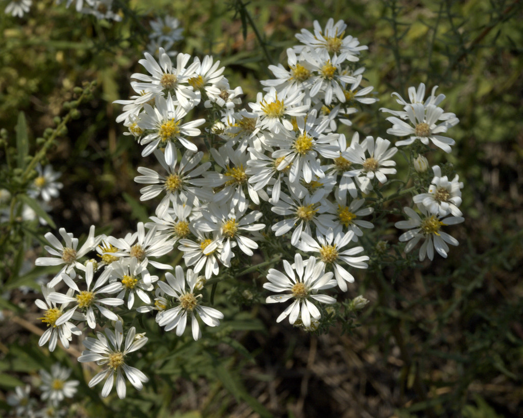 Flowers, Walnut Creek, Arizona After waiting out … Flickr