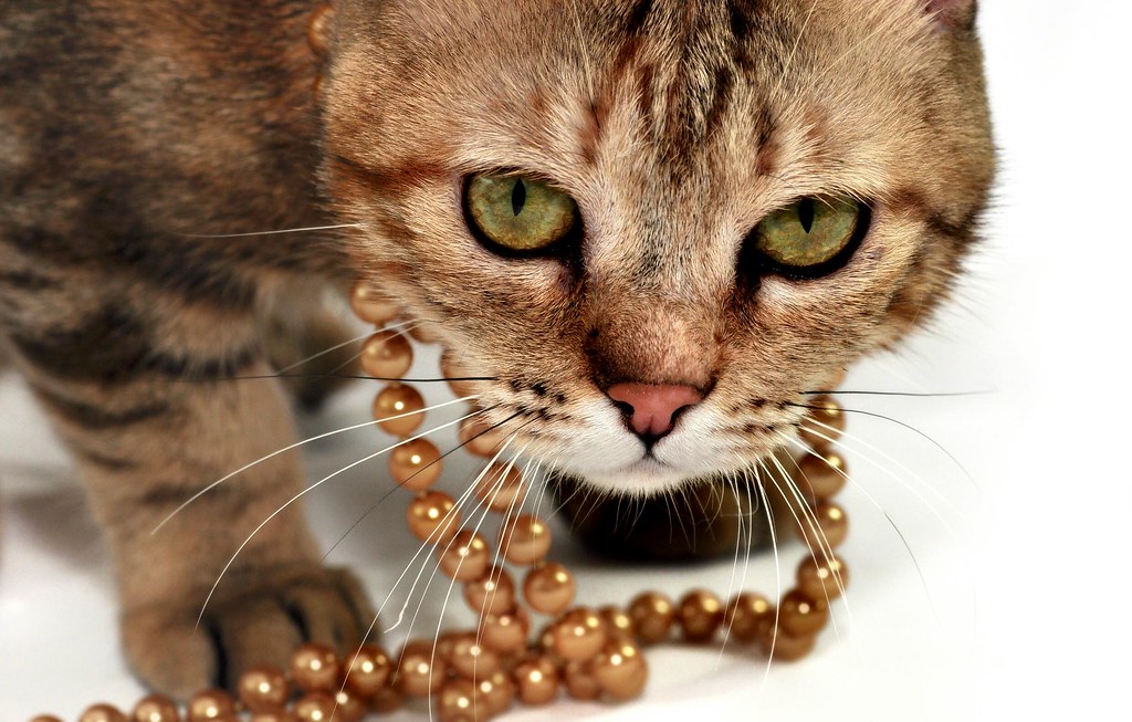 Cat with golden necklace My NIKON And Me Flickr