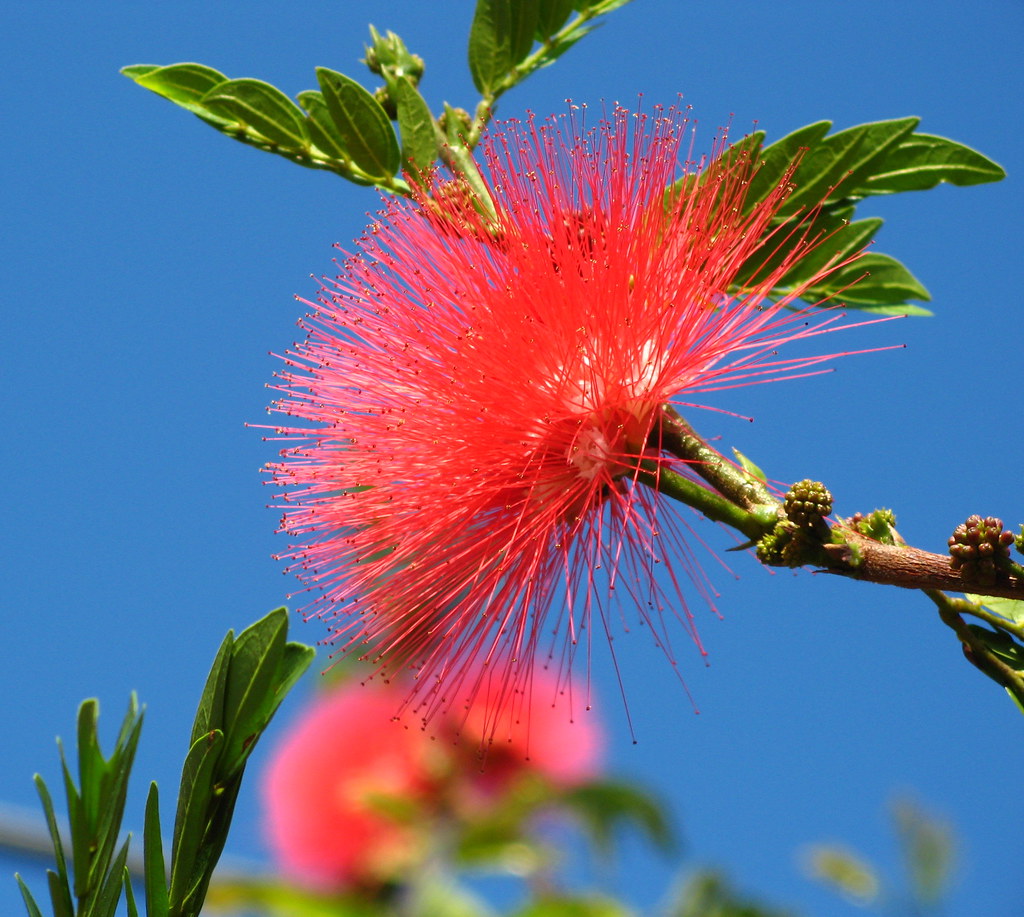 Sao Paulo Brazil (Calliandra dysantha), flower symbol of the Brazilian