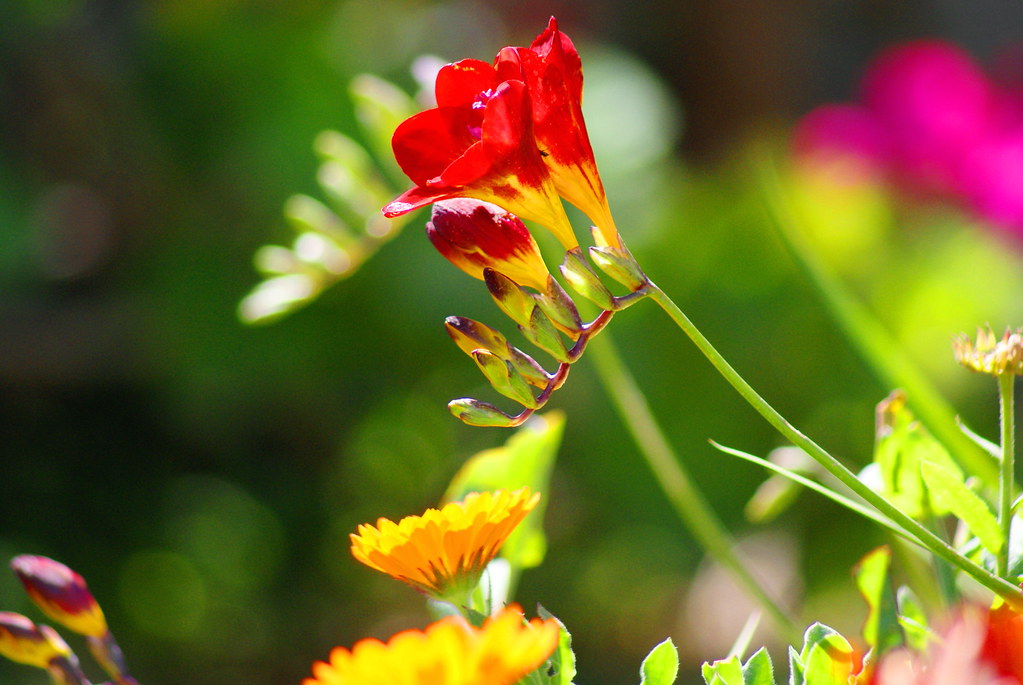 prolet.. ivaylo ivanov Flickr