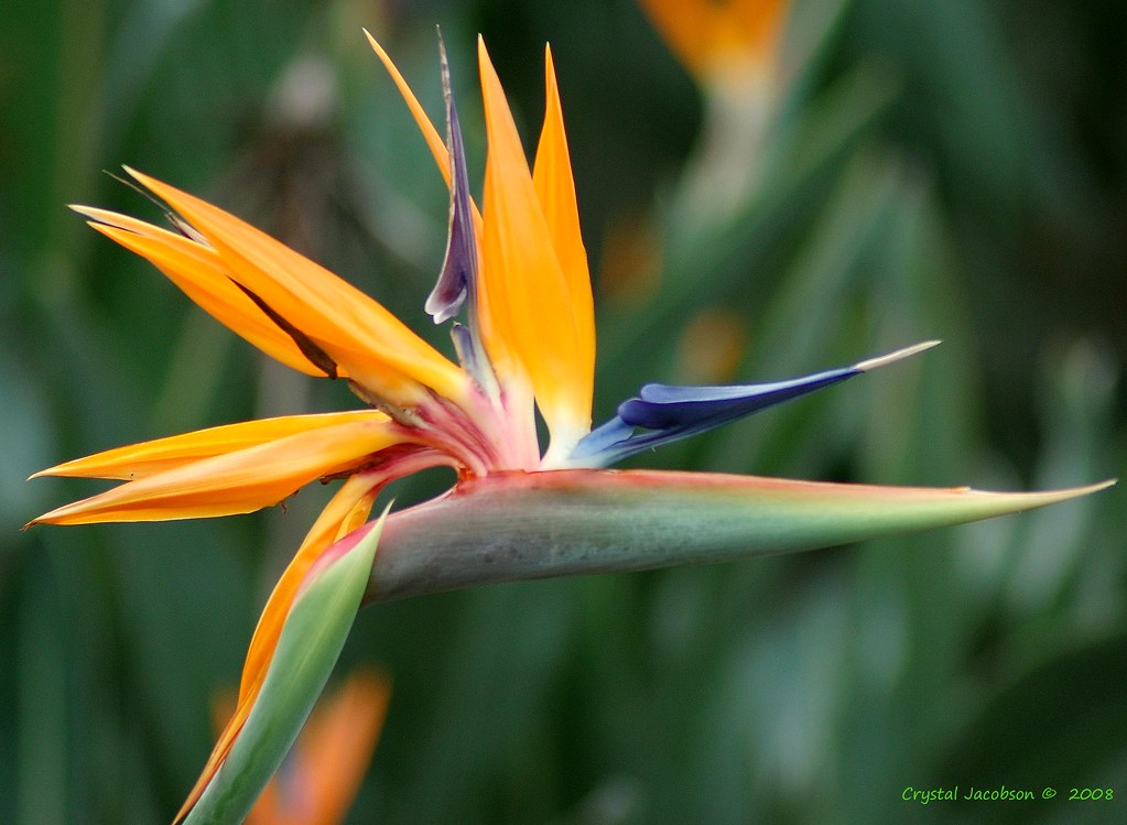 Bird of Paradise Flower Bird of Paradise, Florida Flickr