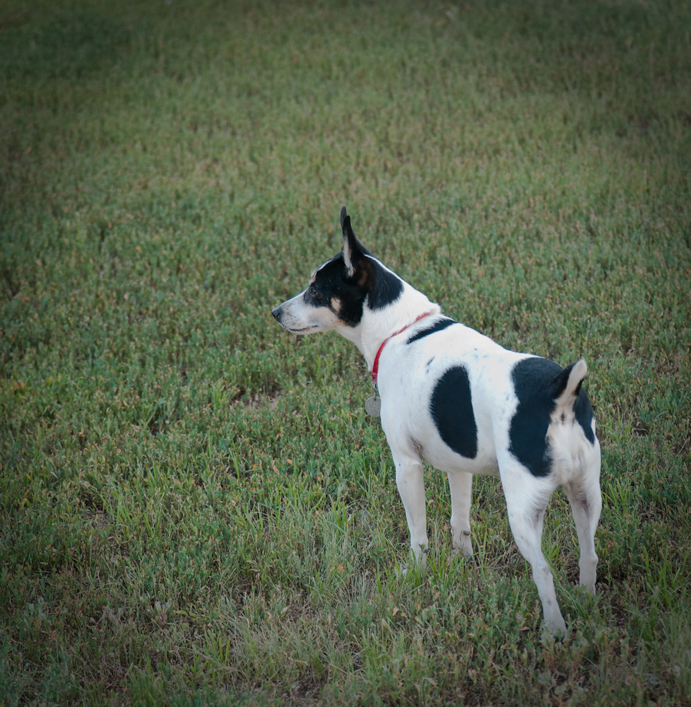 rat_terrier_on_guard_20090731_002 Dagny Gromer Flickr