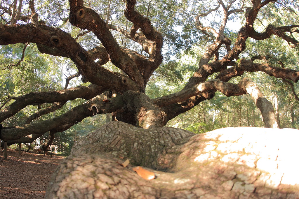 Angel Oak tree The Angel Oak is a Southern live oak tree l… Flickr