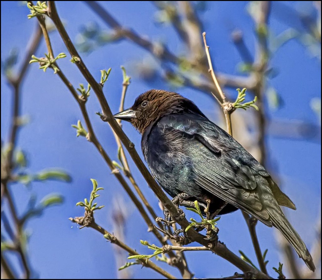 Brownheaded Cowbird The Brownheaded Cowbird occur in ope… Flickr