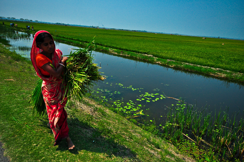 DSC_8666136 SwarnaSub1, a floodtolerant rice variety
