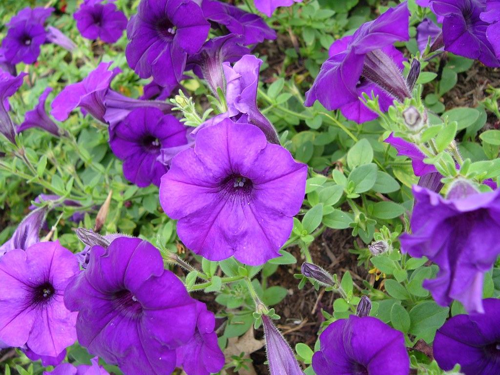 KentuckyFlowersP1020345v0 Donald Hines Flickr