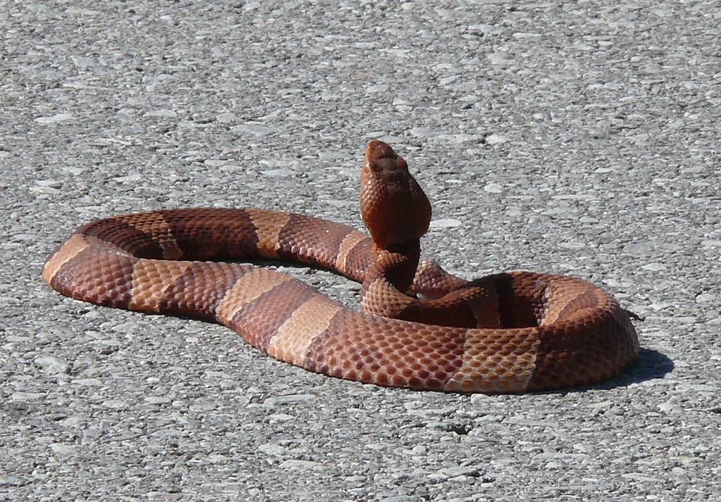 Broadbanded Copperhead (Agkistrodon contortrix laticinctu… Flickr