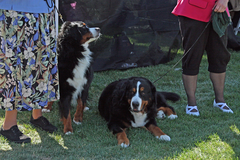 Bernese Mountain Dogs. The 2009 dog show at the Walla Wall… Flickr