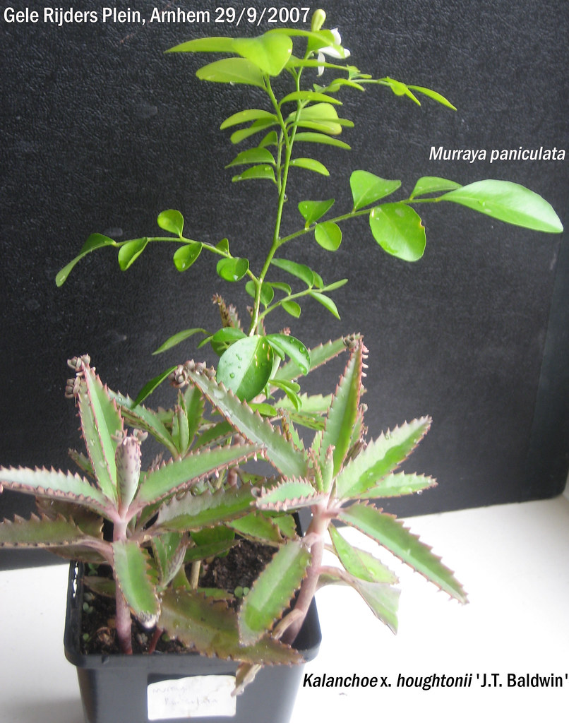 Kalanchoe x. houghtonii 'J.T. Baldwin' + Murraya paniculat… Flickr