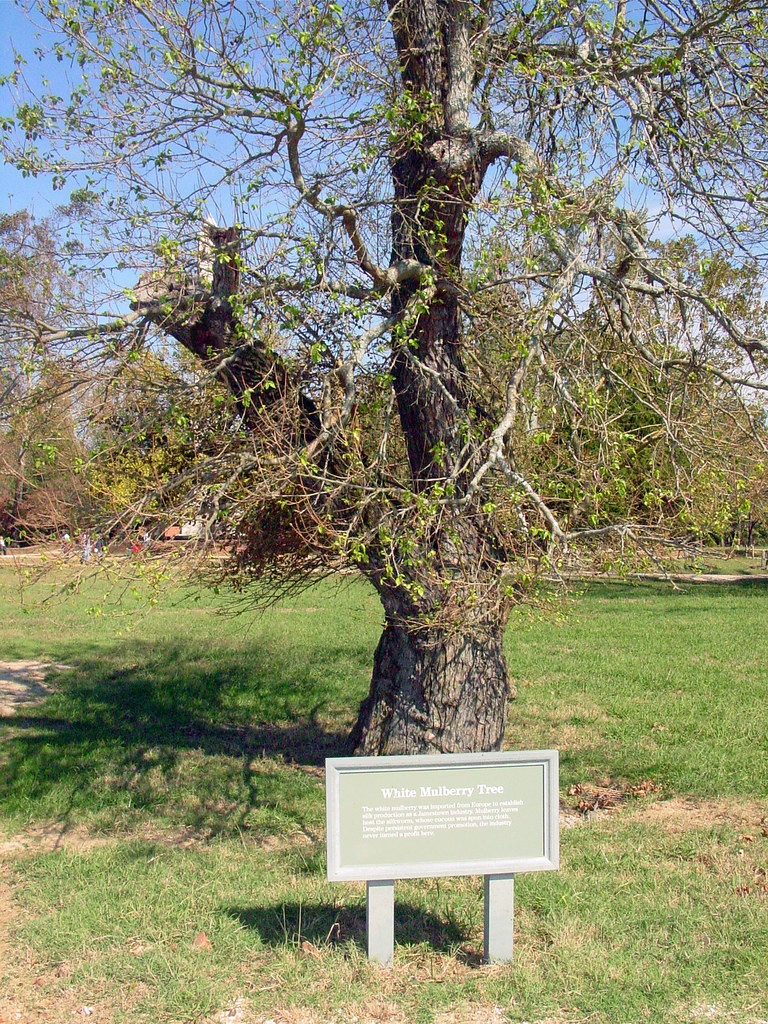 09 White Mulberry Tree (E) Kansas Sebastian Flickr