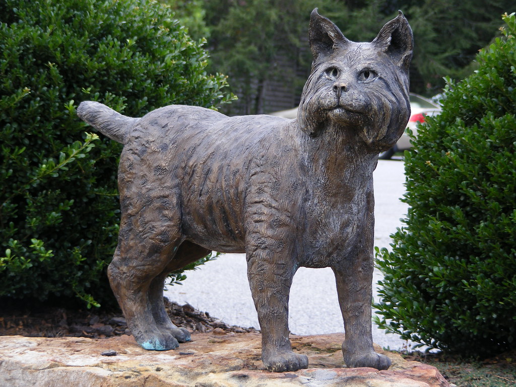 91109 Brevard bobcat A statue in downtown Brevard of a… Flickr