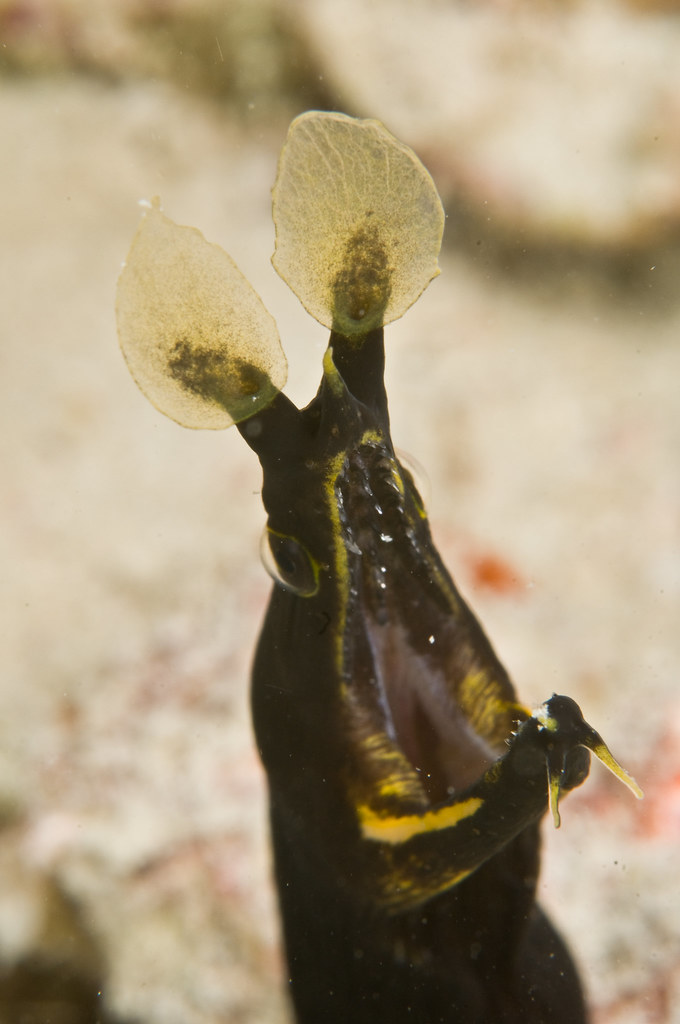 Angry eel Menacing stance of a juvenile ribbon eel in Mata… Flickr