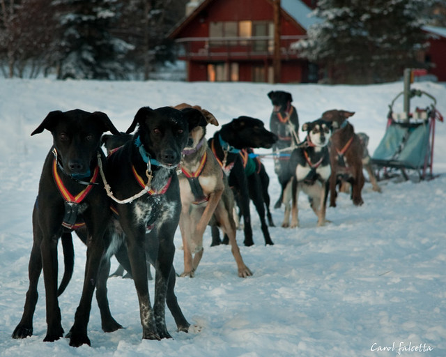 Waiting to Run Dogs, at the Dog Mushers Hall... 10 below i… Flickr