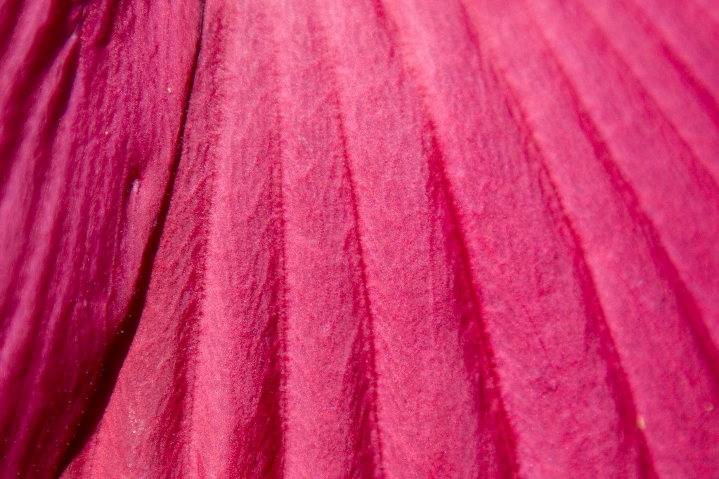 Pink Flower Petal Texture Pink Flower Petal Texture These … Flickr