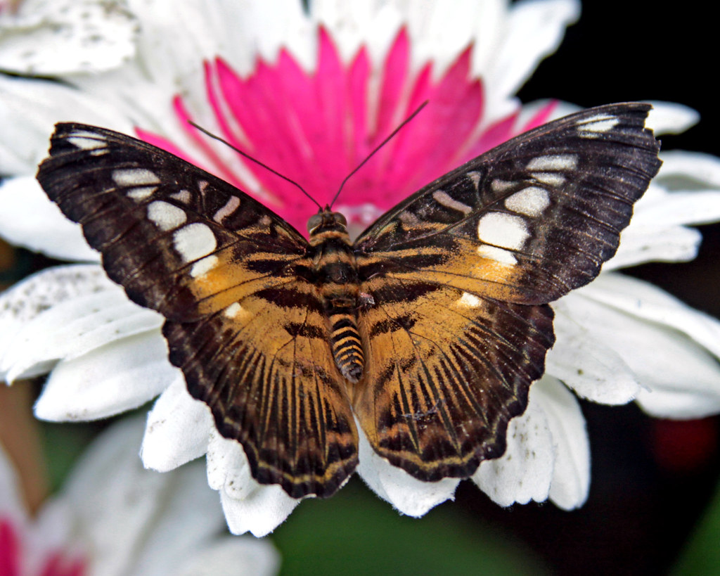 BUTTERFLY... Chester Zoo Eddie Evans Flickr