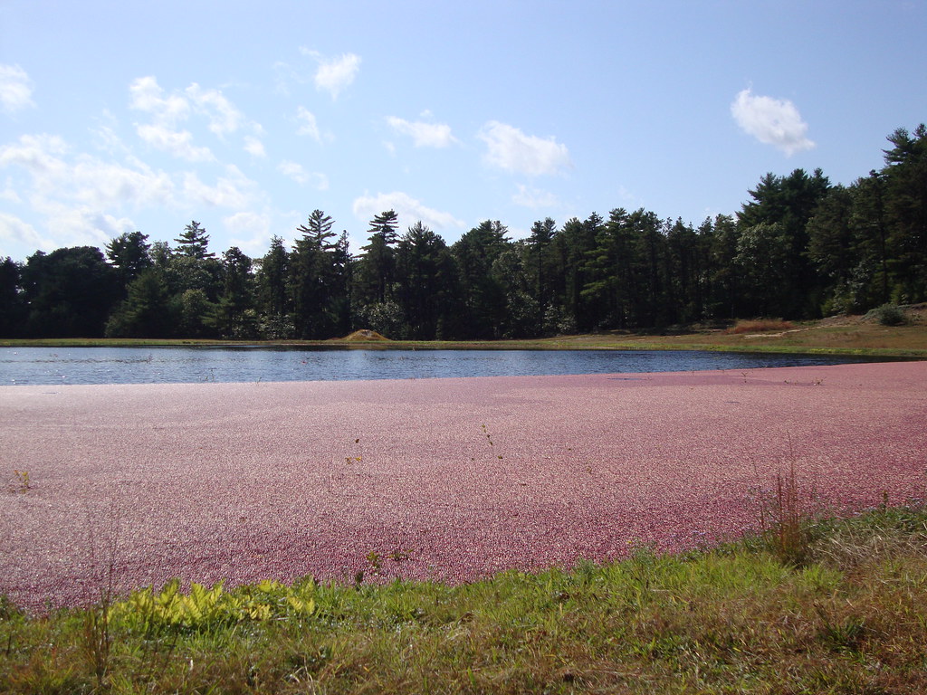 Cranberry Harvest Time, Carver, MA Wet cranberry harvestin… Flickr