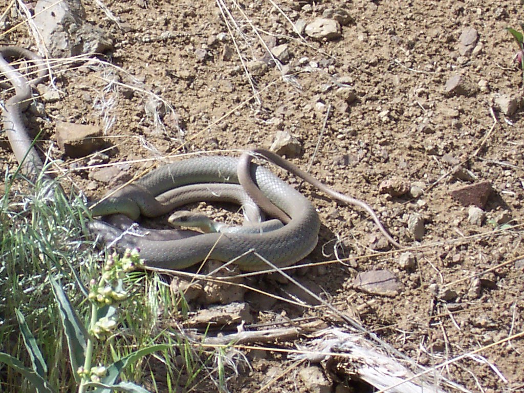 000_0041 2 snakes coiled together Hans Flickr