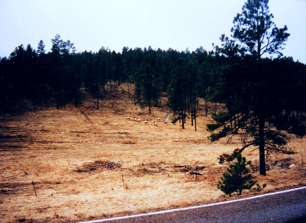 Cloudcroft, New Mexico Do you see the elk? asterisktom Flickr