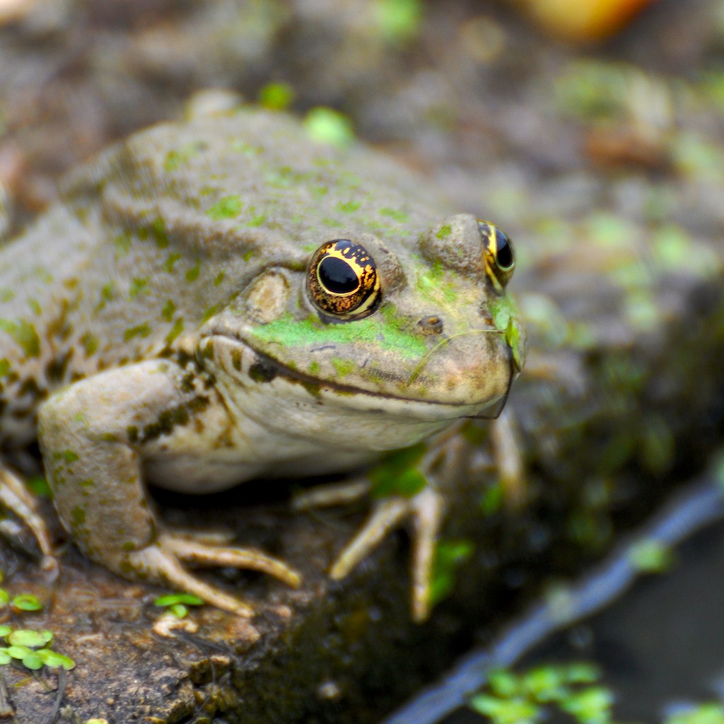British Wildlife Centre Common Frog Martin Pettitt Flickr
