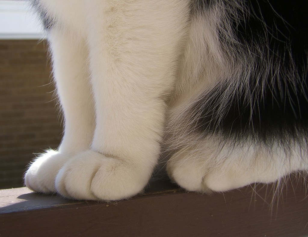 cat feet paws closeup Boscoe's All Natural Snow Boots. Flickr