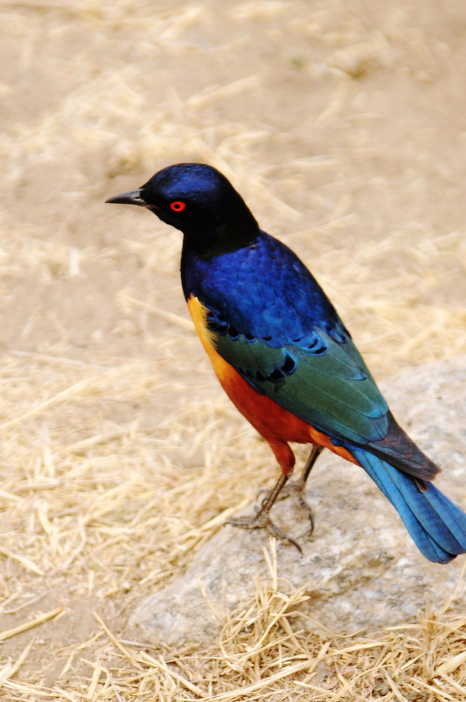 Hildebrandt's Starling A Hildebrandt's Starling hoppin… Flickr