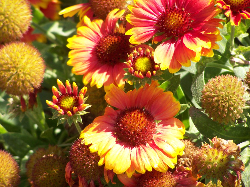 flowers Peggy Villwock Flickr