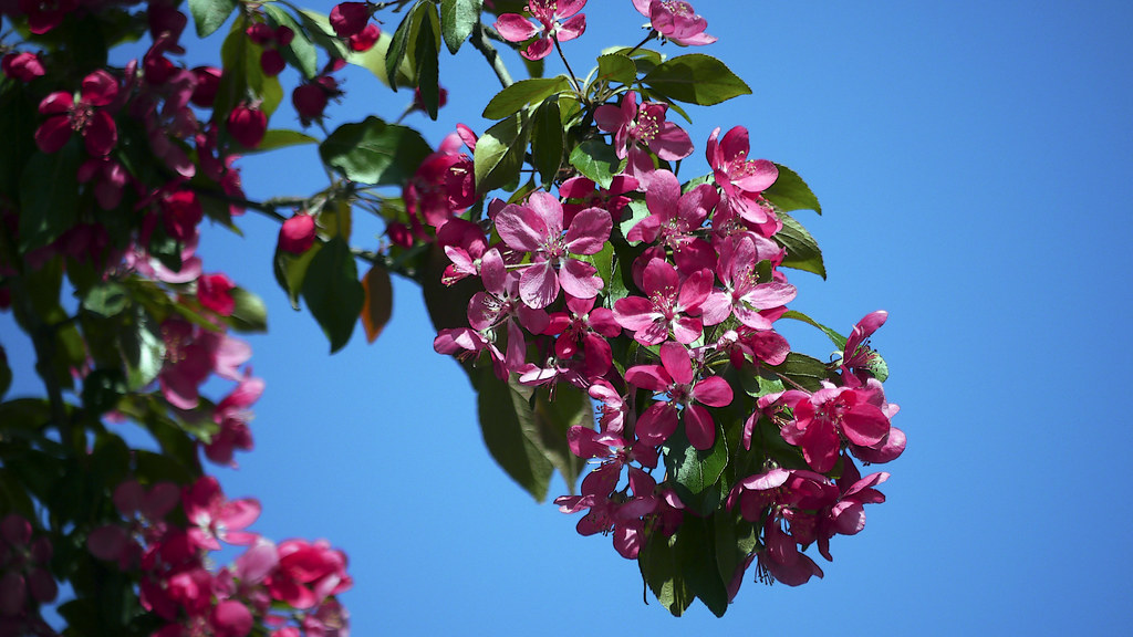 Blommor i Stockholm, Sweden 20/5 2011 Ola Berglund Flickr