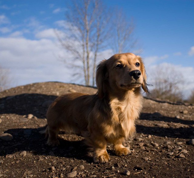 Shaded Cream Long Haired Mini Dachshund / About Real English Cream