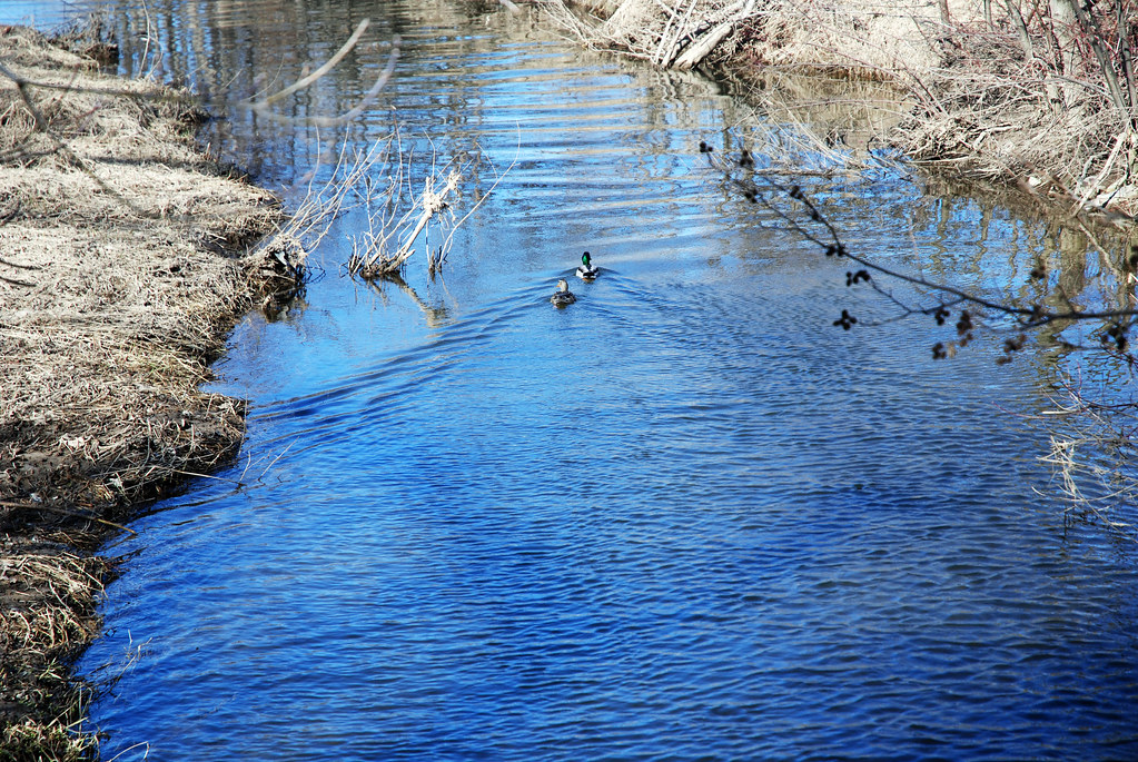 D'Aubigny Creek Ducks Paul Joseph Flickr