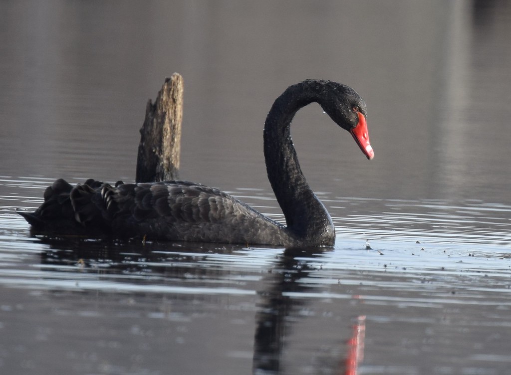 Black Swan DSC_0777 Port Hudson Lake CA Gerald MO 2/5/17… Flickr